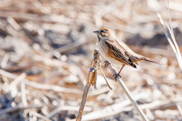 餌を探す可愛いオオジュリン（ホオジロ科）。

日本国栃木県栃木市、渡良瀬遊水地にて。
ラムサール条約登録地。
2024年2月3日撮影。

Lovely Grey-tailed Tattler (Emberiza schoeniclus, family comprising Buntings) looking for food.

At WATARASE Retarding Basin, Tochi