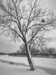 A tree grows on the bank of the river, now it’s winter and the tree is bare, white snow and bare branches, a beautiful bend of the trunk, black and white photograph