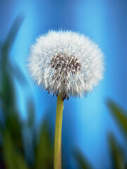 Fluffy dandelion on a blue background, photographed in nature, beautiful summer still life