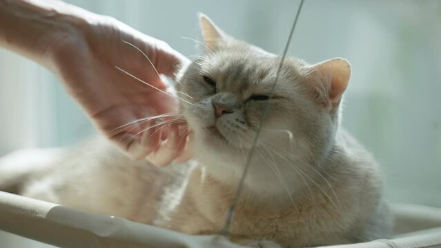 The pet cat is enjoying being scratched on its chin.