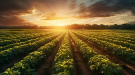 Zelfklevend Fotobehang Sunset scene over a picturesque countryside farm, where workers carefully collect potatoes from the rich, earthy fields. Generative AI © vadosloginov