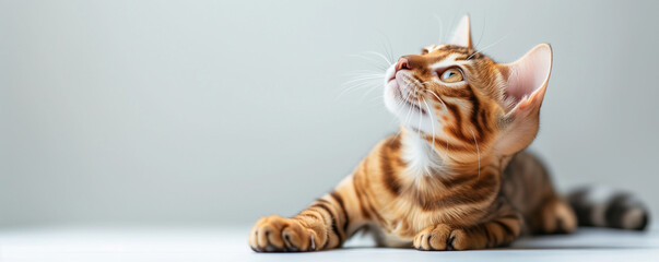  bengal cat on grey background