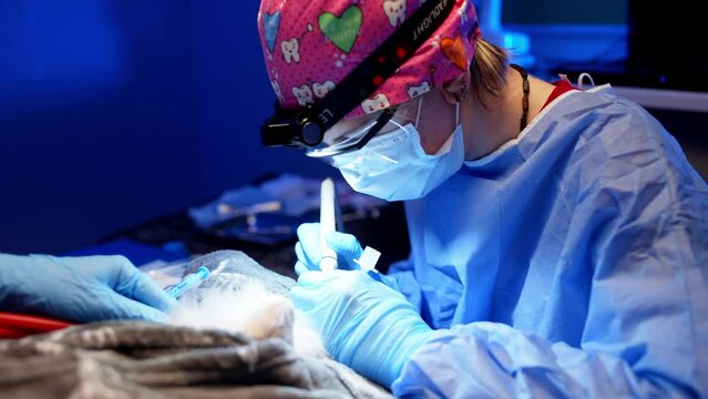 Close-up of professional teeth cleaning of an animal under anesthesia. Cleaning is performed in the operating room of the veterinary clinic with the help of special tools. High quality 4k footage