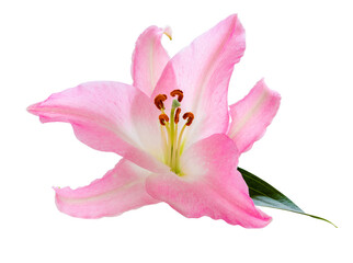 Obraz na płótnie Canvas Wonderful pink Lily isolated on white background, including clipping path.