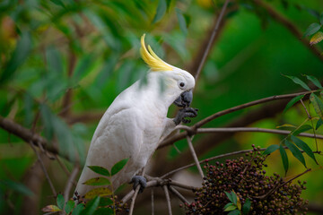 Cockatoo parrot sitting on a green tree branch in Australia. Big white and yellow cockatoo with...