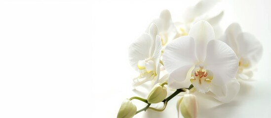 Naklejka na ściany i meble White background, fresh and beauty concept, isolated orchid flower.