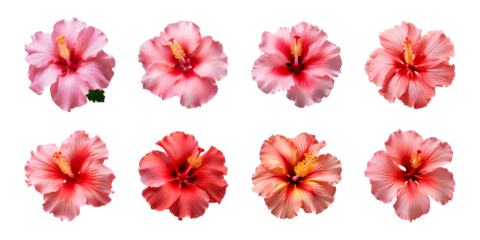 Collection of red and pink hibiscus flowers isolated on a transparent background, top view