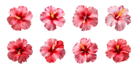 Collection of red and pink hibiscus flowers isolated on a transparent background, top view