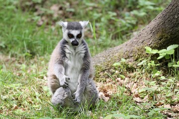 Lemur catta or ring-tailed lemur in the nature