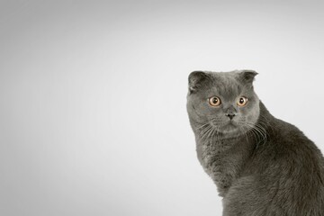 Happy young cat on grey background.