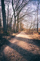 Obraz premium Waldweg im Sonnenlicht