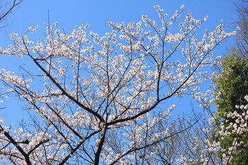 桜