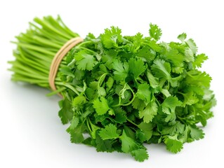 fresh green cilantro white background