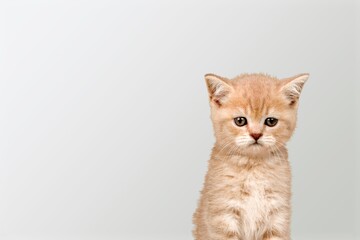 Happy young cat on grey background.