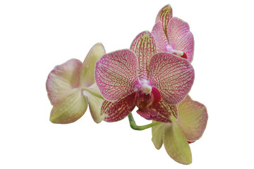 close up of hybrid Phalaenopsis orchid flower isolated transparent background png