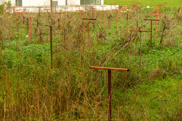 grapevine on supports in winter in Cyprus 1