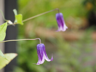 ベル型の花　クレマチス　ロウグチ