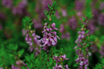  Lavandula angustifolia bunch of flowers in bloom.Lavendel Lavandula angustifolia.Narrow-leaved lavender flowers (Lavandula angustifolia Mill)