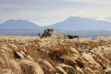 Obraz premium 秋の草原