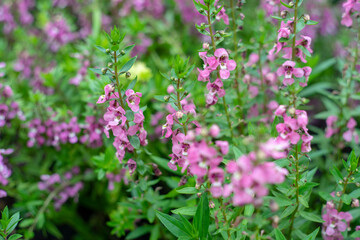  Lavandula angustifolia bunch of flowers in bloom.Lavendel Lavandula angustifolia.Narrow-leaved lavender flowers (Lavandula angustifolia Mill)