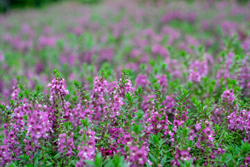 Naklejka premium Lavandula angustifolia bunch of flowers in bloom.Lavendel Lavandula angustifolia.Narrow-leaved lavender flowers (Lavandula angustifolia Mill)