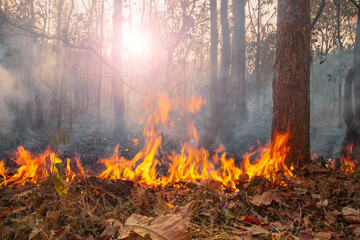 Most wildfires start small area and burn the dry grass and leaves on ground in tropical forest.