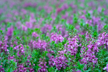 Fototapeta premium Lavandula angustifolia bunch of flowers in bloom.Lavendel Lavandula angustifolia.Narrow-leaved lavender flowers (Lavandula angustifolia Mill)