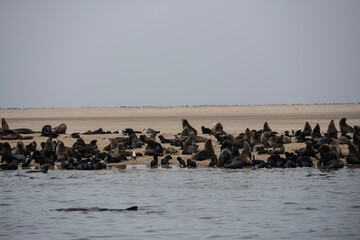 sea lions on the beach near the water on the Namibian coast of Swakopmund