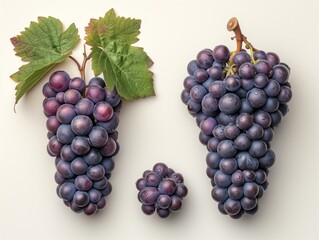 Fototapeta premium ripe blue grapes on a white background