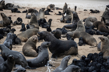 sea lions on the beach near the water on the Namibian coast of Swakopmund