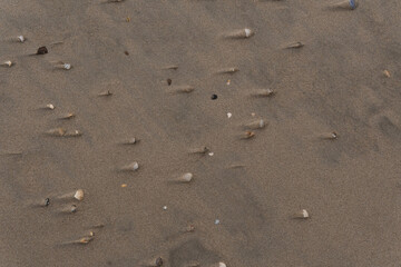 Fototapeta na wymiar Seashells on the sandy shore