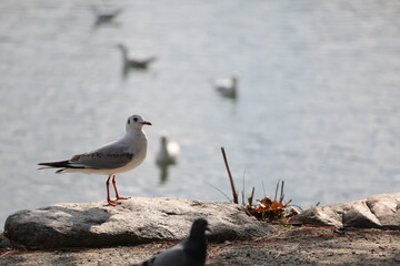鳥です