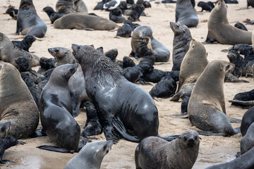 sea lions on the beach near the water on the Namibian coast of Swakopmund