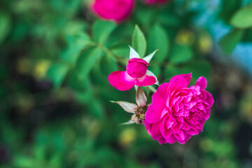Everything you want is on the other side of fear.Beautiful rose on black background. Floral card design with dark vintage effect,