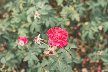 Everything you want is on the other side of fear.Beautiful rose on black background. Floral card design with dark vintage effect,