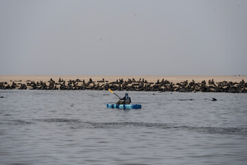 sea lions on the beach near the water on the Namibian coast of Swakopmund