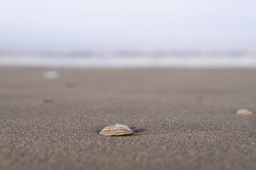 Seashells on the sandy shore