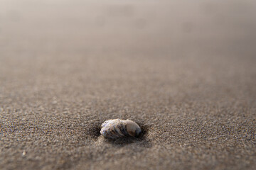 Seashells on the sandy shore