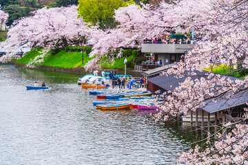 春の千鳥ヶ淵　桜咲くボート乗り場の風景【東京都・千代田区】　
A famous cherry blossom spot in Tokyo "Chidorigafuchi". Scenery of the boat dock with cherry blossoms in bloom - Japan