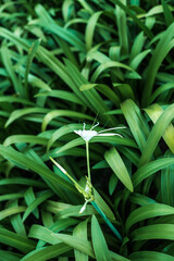 Crinum asiaticum, The seeds of Crinum asiaticum contain lycorin and crinamine. Fresh roots of...