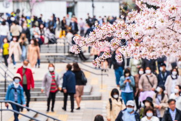東京の桜の名所　花見をする人々で混雑する千鳥ヶ淵【東京都・千代田区】　
A famous place for cherry blossoms in Tokyo. "Chidorigafuchi" crowded with people watching cherry blossoms - Tokyo, Japan