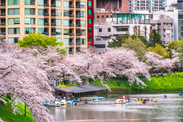 春の千鳥ヶ淵　お堀の桜とボート乗り場【東京都・千代田区】　
Spring scenery of Tokyo's famous cherry blossom spot "Chidorigafuchi" - Japan