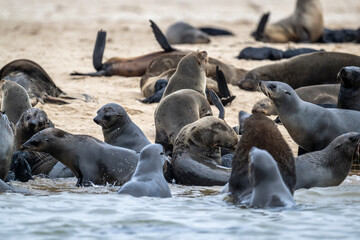 sea lions on the beach near the water on the Namibian coast of Swakopmund