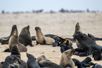 Fototapeta premium sea lions on the beach near the water on the Namibian coast of Swakopmund