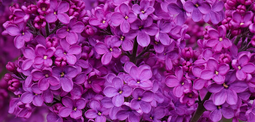 Lilac flowers background, macro, soft focus - 729291094