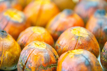 Roasted fruit of the pupunha palm (Bactris gasipaes), typical fruit of the Brazilian tropical forests, Amazonas, Pará, Rondônia and Acre.