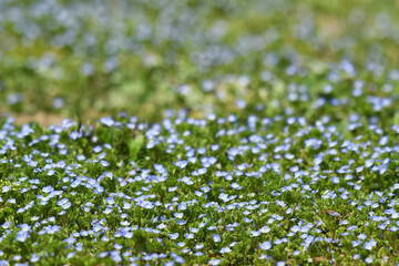 春の訪れを告げるオオイヌノフグリの花