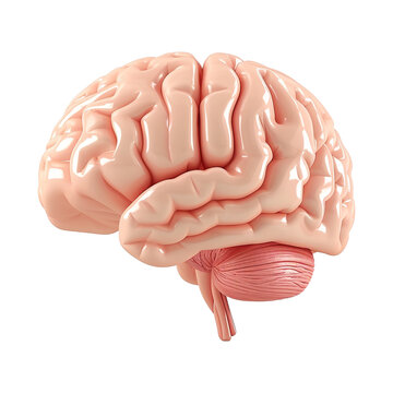 3d human brain isolated on transparent background