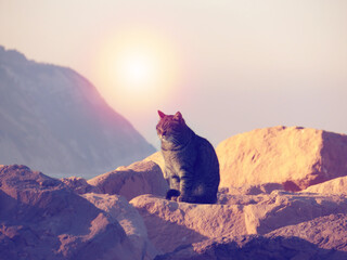 Gatto su una spiaggia al tramonto. Gatto su uno scoglio. Gatto si rilassa al sole.