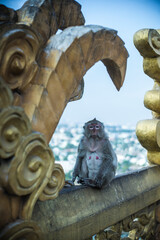 Monkey sitting on rock against sky,Close-up of monkey sitting on rock,Cropped hand of person giving...